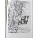 Livre "Grand Gibier" Le Sanglier par Francis Marion
