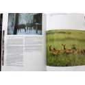 Livre Le dernier Cerf de Gérard JADOUL, Jean-Pierre VERHOEVEN