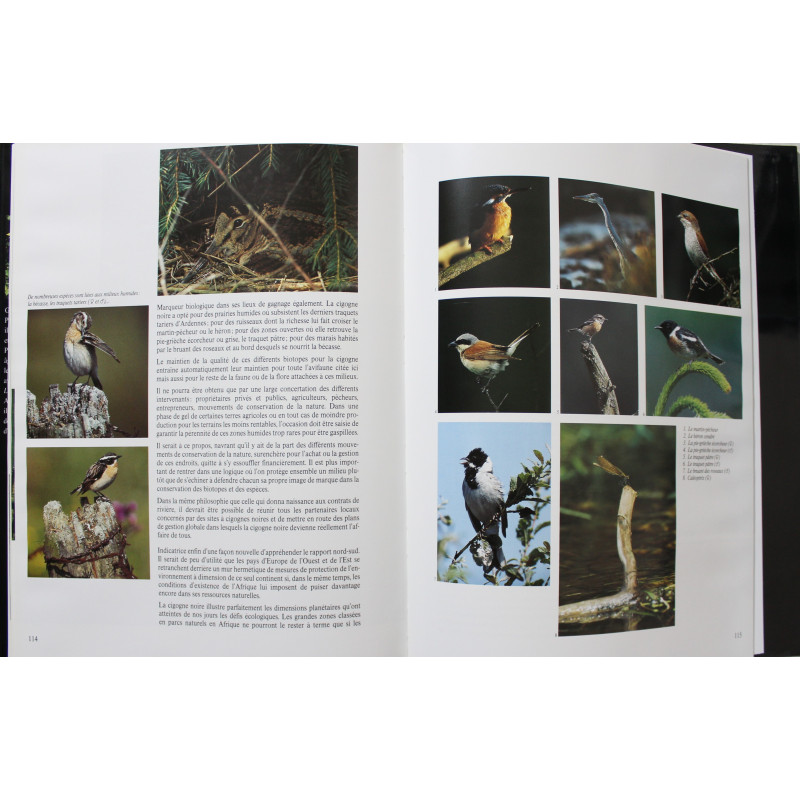 Album La cigogne noire de Gérard Jadoul