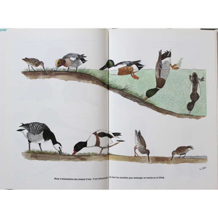 Etangs et marais : Aménagements, entretien, chasse