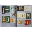 Livre Antler Bone & Shell Artifacts: Identification & Value Guide