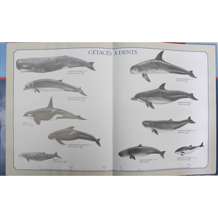 Livre Açores les dernières chasses au cachalot 